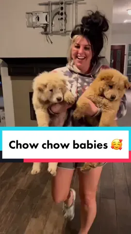 Nothing would suprise me at this point. 🙃 @manda_lane #chowchow #puppies #bearcubs