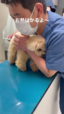 動物病院でワンコの体温をはかった瞬間……！　おしりへのインパクトに「!?」 https://nlab.itmedia.co.jp/nl/articles/2205/28/news067.html　Instagram：kurumitaanさんから　#ねとらぼ生物部 #犬 #ティーカッププードル #いぬ