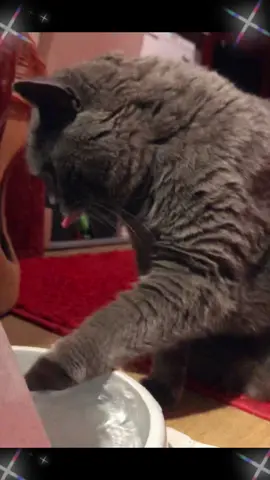 jimmy drinks from the drinking fountain with his paws 💦🐾 … #drinkwell #drinkingfountain #trinkbrunnen #cats #katzen #catsoftiktok #katzenauftiktok #🐈‍⬛