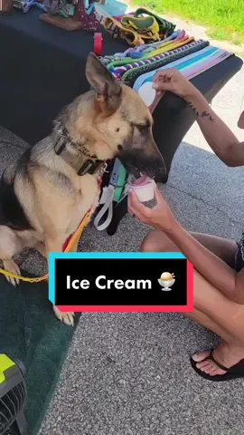 Zelda enjoying ice cream. Table of stylish dog gear made by @kaiscaninecreative Drop dog crate recommendations. #dogcrates #germanshepherdmom #dogmumclub #pawtasticpuppies #dogmomproblem @Impact Dog Crates ✔️ #funnydogsoftiktok
