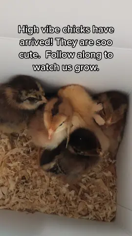 High vibe chicks #hvadventures #positivevibes #eggs #chickentok #homesteading #StJudeDadPhotos #highvibechicks #babychicks