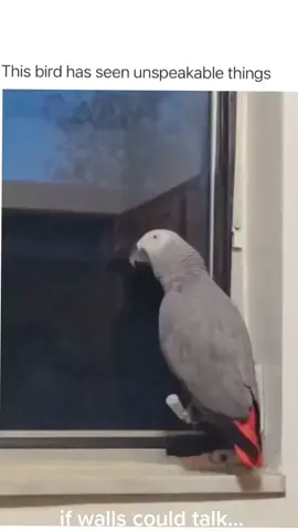 he's seen things... unspeakable things 🤣 #dirtybird #adulthumor #bedroomactivities  #becareful 🤣🤣🤣 #talkingparrot #seenitall #saweverything #lmao #dirtymeme #memestiktok #trending