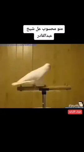 منو محسوب عل شيخ عبدالقادر الكيلاني #مدح #رسول #النبي #المونتيرحمودي