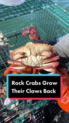 Crab Claw Regeneration #rockcrab #friendliestcatch #fishtok #sea #crab #release #santacruz #octopus #fisherman #sushi #crabbing #ocean #oceano #fish #california #rockfishing #trap #clawclip #science #nature #science @davidbfish @friendliestcatch