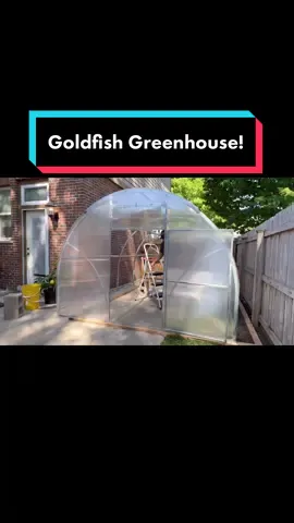 That first clip really hurt 😂 #greenhouse #fish #goldfish