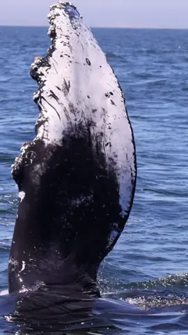 This was from a friendly whale encounter @oceanicexpeditions Sometimes humpbacks raise their pectoral fins in the air and slap the water creating a pretty magnificent sound underwater as well as provides pretty amazing viewing for us whale watchers. #whalewatching #pecs #fin #whale #tail #humpbackwhale #breach #jump #fly #low #high #news #media #lunges #wildlife #dope #montereycalifornia #coast #cali #sunset