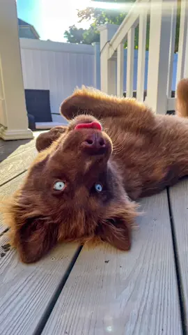 😛 #puppy #fyp #husky