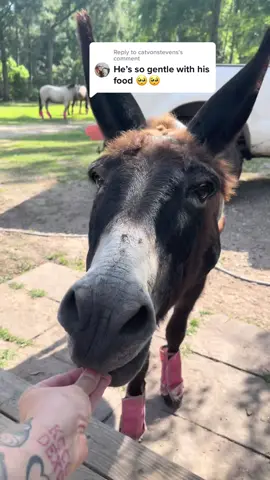 Reply to @catvonstevens not always LOL he sometimes just eats my whole hand 🙃🤣. Keep watching to see EVERYONE get snacks! 😋 #montethesingingdonkey #emptybowlblues #farmyardopera #farmyarddrama #yardgoblin #donkeysoftiktok #horsesoftiktok #donkeytok #snackbreak #texas #donkeybray #fyp #nomnomnom