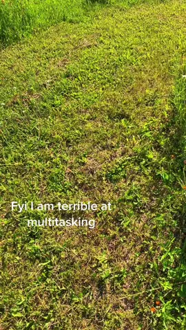 #yarrow #herbs #herbalist #herbalistoftiktok