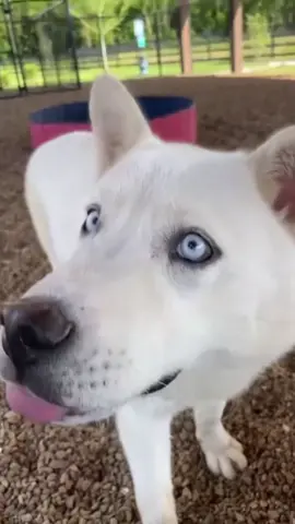 🐶🐶