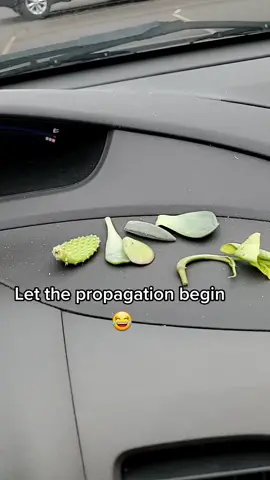 Prop lifting is my favorite hobby and my favorite way to get new plants!! #plants #plantmom #plantcollector #pothospropagation #pothos #walmartplantsection #walmart #dyingplants