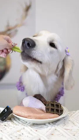 #ASMR #fyp #eatfood #goldenretriever #mukbang #puppy #狗狗 #狗狗吃播 #波尼啵啵
