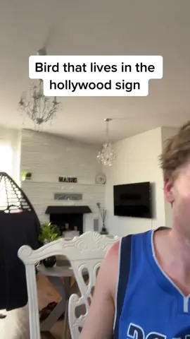 Bird that lives in the hollywood sign
