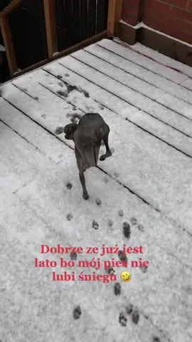 Mój pies zdecydowanie woli lato 🤣 #smieszne #smiesznypies #lato #charcikwłoski