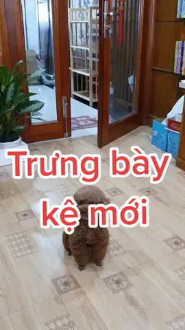 Trang trí bằng chú gấu bông này được không cô chú? 😆 #HatDe #TeamHatDe #Mas #ThuCung #dogsoftiktok #멍멍이 #강아지 #Dog #DogTraining