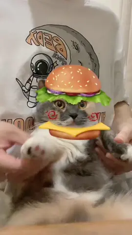 #pet#cat#foryou#fpy