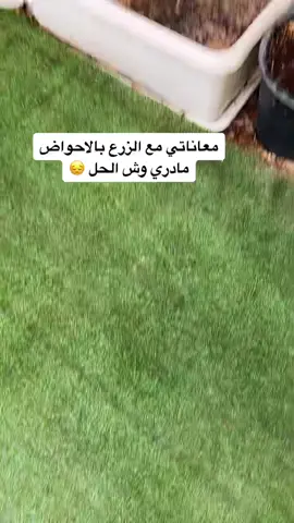 اتمنى اعرف سر المشاتل كيف الزرع عندهم اخضر ويفتح النفس .، بس اجيبه للبيت ييبس ويطيح 😤 #SHEINeidfun #الشعب_الصيني_ماله_حل😂😂 #الهاشتاق_للرخوم🧢 #viraltiktok #الدمام