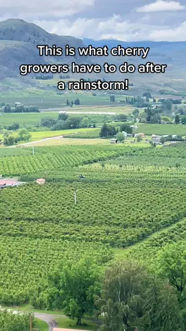 Shoutout to my cherry neighbors! #applegirl #cherry #makeAGfun #DidYouKnow #washington #work #helicopter