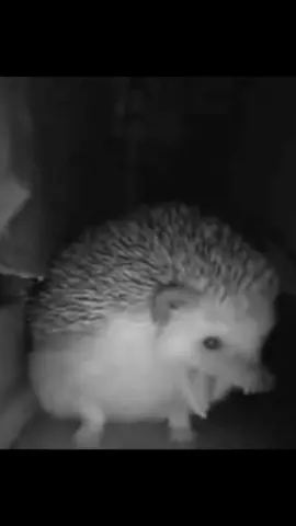 hedgehog sneezes and explodes meme #memes #funnyvideos
