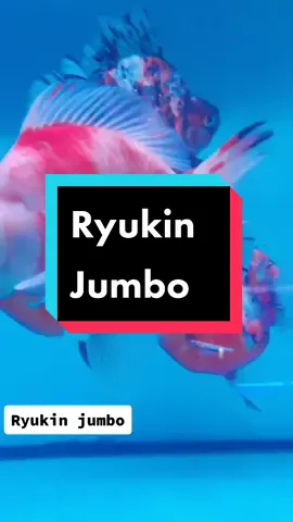 Ryukin Jumbo cakep banget! #aquarium #aquascape #koki #goldfidh #ryukin #ryukingoldfish