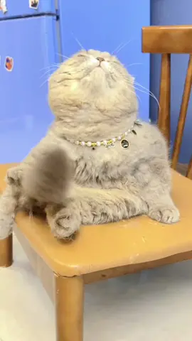 #pet#cat#foryou#fpy