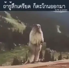ตะโกนออกมา #หมี