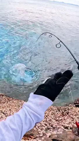 Whaaaaaackkkked it! What you think this fish is? #bigfish #fishing #fishtok #fyp #fishingvideos