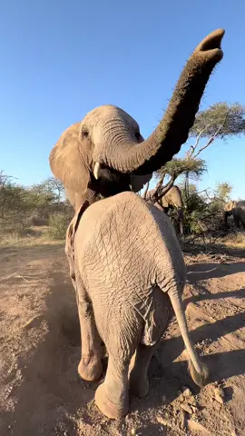 Bubi stays as close as possible to her little adoptive “allo-calf” — she is certainly very fond of Khanyisa and stands beside her while the two dig in the sand. She makes sure not to harm the little one, lifting her huge trunk over her and gently touching her with her tusk. Bubi has been an important part in Khanyisa’s rehabilitation and integration journey and it’s great to see their relationship continuing as Khanyisa approaches three years of age. ☀️ #everyelephantneedsaherd #elephants