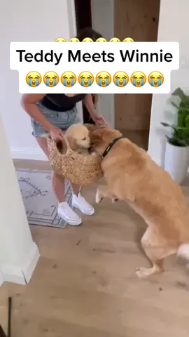 Teddy meets Winnie for the first time 🧡💛🥺😭 #goldenretriever #puppy #dogsibling #puppies #goldenretrieverlife