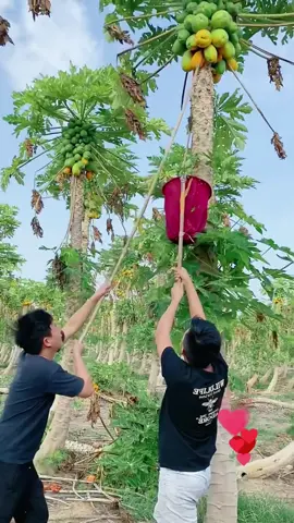 Is super papaya your favorite fruit? 👨‍🌾🥰🤤#fruit #plants #rurallife #countryside #delicious #satisfying #foryourpage