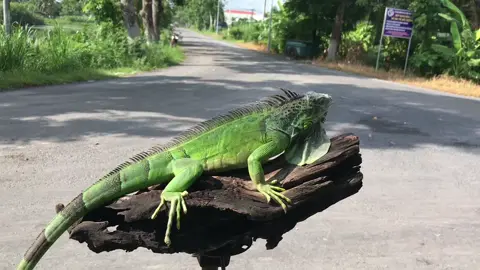 Iguana green het hypo - rồng Nam Mỹ #pet #rongnammy #thucung #ha_pet #bonsai_cụ_non #tiktok #xuhuong
