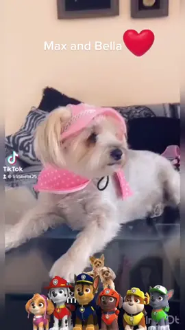 #dog#Love#family#fyp#viral#