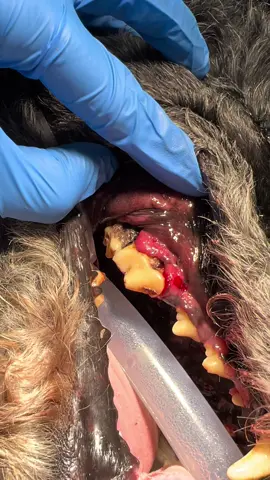 Does your dogs breath smell?!  This one was gross!  #tiktokvet #dog #dental