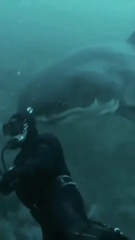 Code brown! 🦈💩 || Diver, Ron Elliot, gets bumped in the back of the head by a great white shark while diving near the Farallon Islands. #greatwhiteshark #shark #scubadiving #animals #sharks #fyp