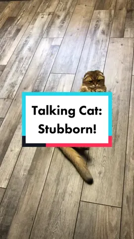 It doesn’t always go smoothly! Watch STUBBORN Puffin! #fluentpet #talkingcat #uniquepet #hungryforwords #fluentpets #teachingtotalk #stubborncat #puffinthecat #scottishfold #scottishfoldsoftiktok #puffinsoftiktok