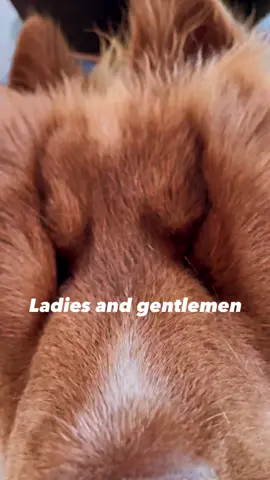 Look like a chipmunk 🐿 #fyp #ladiesandgentlemenher #ladiesandgentlemenhim #puppy #husky #huskylover #dogvideo #viraldog
