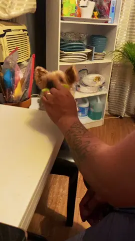 Princess Doesn’t like her veggies lmfaooo #fypシ #dogsoftiktok #viral #doglover #mensbeatfriend #yorkie #yorkiemom #yorkiedad