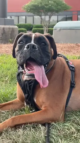 Respectfully…..5    #brunotheboxer #dog #10