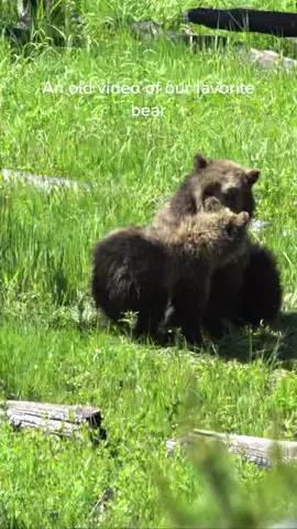 An old video of raspberry and snow. #fyp #foryou #foryoupage #video #photography #bear #grizzlybear #cub #outside #adventure #Outdoors #nature #wildlife #wildlifephotography #yellowstone