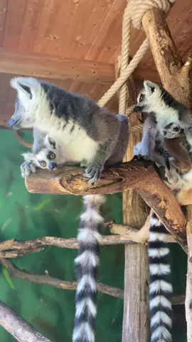 Lemurji, ki v naravi sicer izumirajo in so na rdečem seznamu ogroženih bitij so nas v našem živalskem vrtu razveselili z dvema mladičema. Zelo smo ponosni, da s tem pomagamo pri ohranitvi vrste in, da jim lahko omogočimo kakovostno življenje, ki v naravi zanje več ni mogoče. 🥲🫶🏻 #sikaluzoo #fyp #saveanimals #endangeredspecies #lemur #lemurbaby