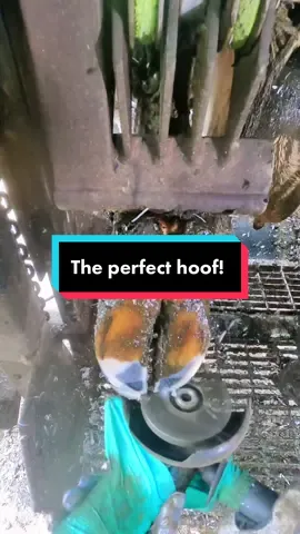 The PERFECT cows hoof!!!! #perfect #cow #farm #farming #foryou #fyp