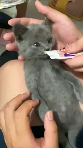 Suddenly awake😂#foryou #cat #petlover #catlover #wow #clever #funny #lmao #haha #cute #fypシ