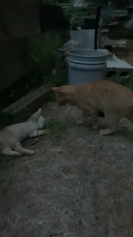 Kitten chronicles #cats #catlovers #kittens #playfulcats
