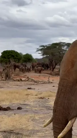 Picture of calm: Wild bull elephants visiting our water trough, totally at ease in the presence of our Keepers. Interactions with visiting wild herds affords our orphans so much knowledge for their own return to the wild #elephant #bulls #wild #tsavo #kenya #orphans #animals #sheldrickwildlifetrust #calm #serene