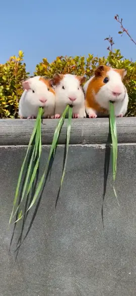 #fyp #lovelypig #UUQLZJ