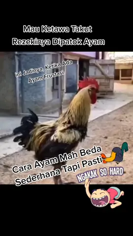 Ayam Stres #viralkan #fyp #penghilangstress #tahantawa #funnyvideos #topfunnyvideos #ngakakbengek #ngakakbanget #viralvideolucubanget #lucubanget #gudangvideolucu #videolucu #funny #ngakak #lucu