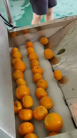 #kentang🥔 #fruit #potato #kulit #foodprocessor #washingmachine #fruitcleaning #wortel🥕 #foodprocessing #vegetable #vegetablecleaning #fyp #goreng #peelingmachine #cut #cutter #foodmachinery #mesin #kentang #washing