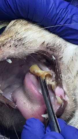 Bone stuck in a cat's teeth.#tiktok #fyp #fypage #viral #care #explor #vet #explor ##pet #best #petlover #pets #عيادة #بيطرية #بيطري #أفضل #قط#أسنان#عظم#الجوارح#تميم#أنتباه#الحذر#