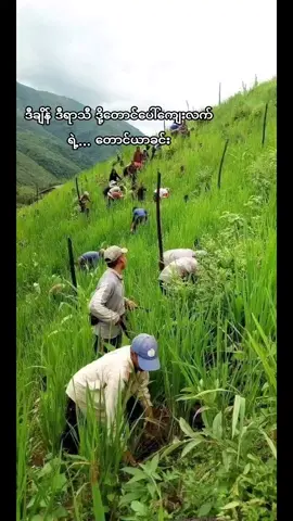 #လွမ်းမောဖွယ်ရိုးရာပလွေသံနဲ့တောင်ယာရှူခင်းအလှ