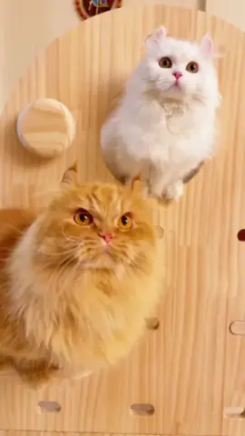 #pet#cat#foryou#fpy